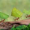 Invasion de fourmi : que faire ?