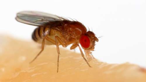 1280px-Drosophila_melanogaster_Proboscis